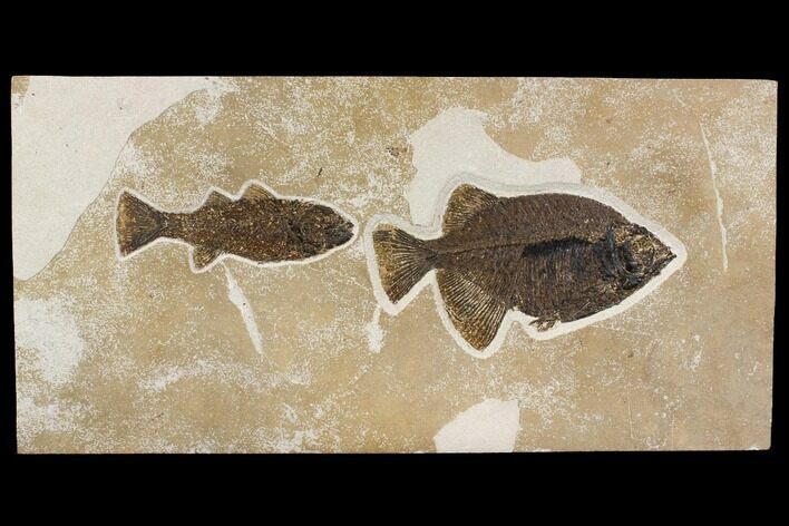 Fossil Fish (Phareodus & Mioplosus) Plate - Wyoming #144006